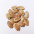Bitter Gourd - OP Vegetable Seeds